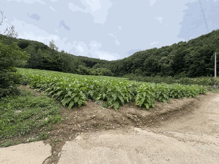 충청북도 보은군 산외면 원평리 101-13 전 경매 사진 7
