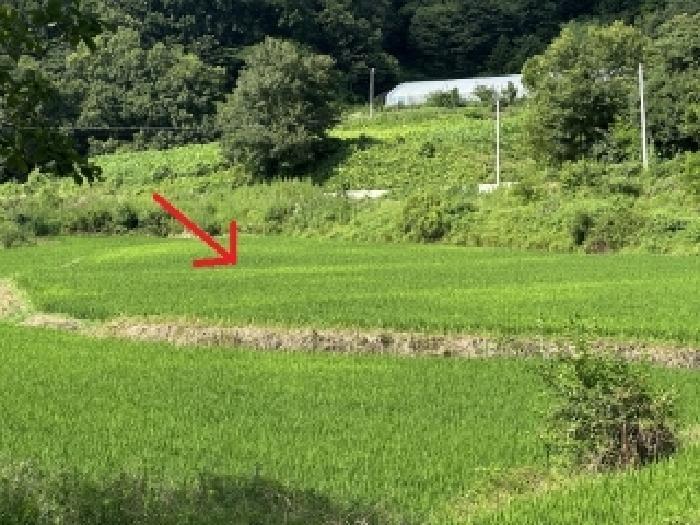 충청북도 증평군 도안면 노암리 119-3 답 경매 사진 1