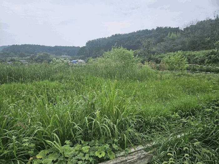 경상북도 경주시 안강읍 사방리 681 답 경매 사진 1