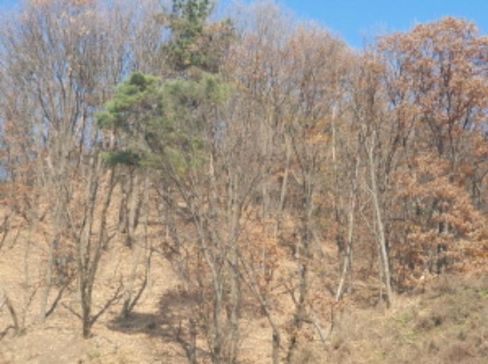 경기도 남양주시 호평동 산62 임야 경매 사진 12