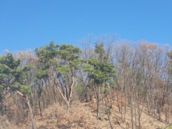 경기도 남양주시 호평동 산62 임야 경매 사진 14