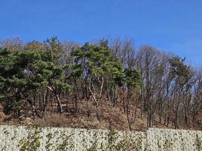 경기도 남양주시 호평동 산62 임야 경매 사진 2