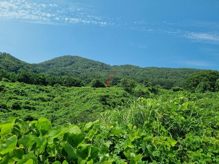 부산광역시 강서구 동선동 972 답 경매 사진 1
