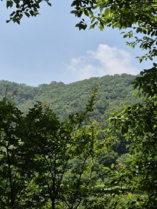 전라남도 화순군 화순읍 교리 산18 임야 경매 사진 5