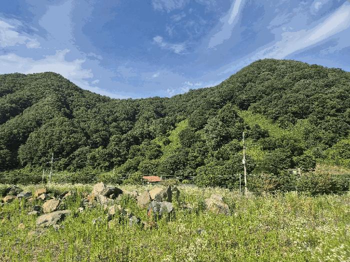 충청북도 괴산군 청천면 금평리 20-1 전 경매 사진 4