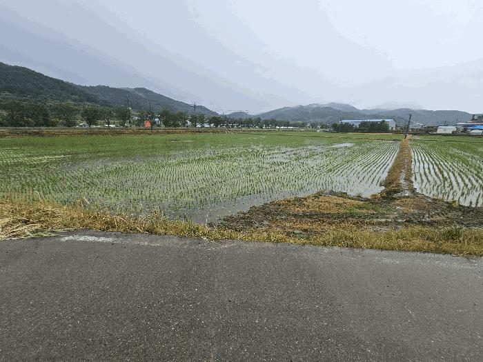 세종특별자치시 전동면 보덕리 388-1 답 경매 사진 1