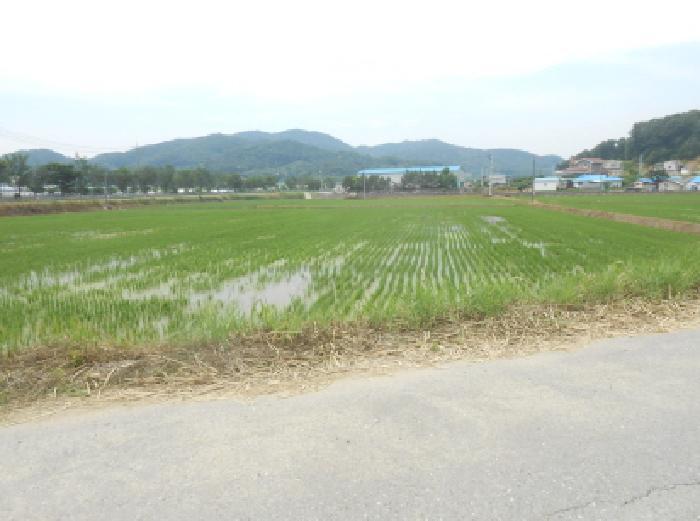 세종특별자치시 전동면 보덕리 388-1 답 경매 사진 5