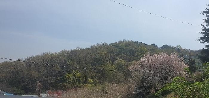 경상남도 김해시 한림면 명동리 산103-2 임야 경매 사진 6