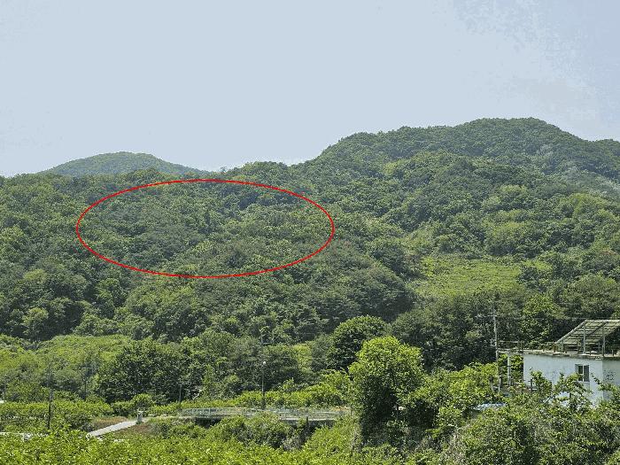 경상남도 창원시 의창구 북면 내곡리 산199-4 임야 경매 사진 2