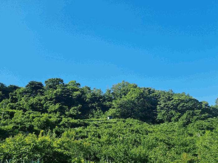 경상남도 김해시 진례면 신안리 860-1 창고 경매 사진 6