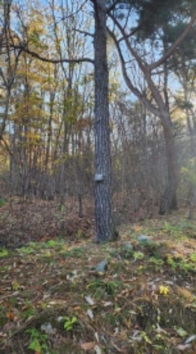 울산광역시 울주군 상북면 덕현리 산158 임야 경매 사진 17