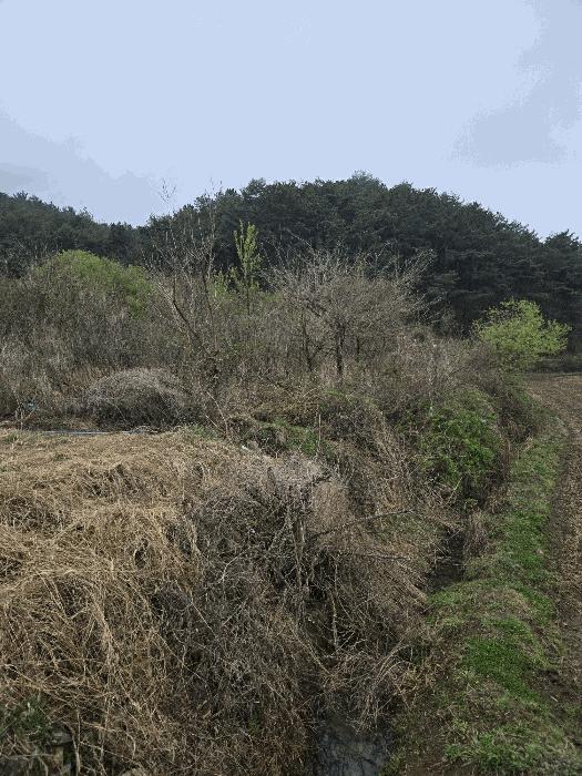 경상남도 함안군 함안면 강명리 513 답 경매 사진 2