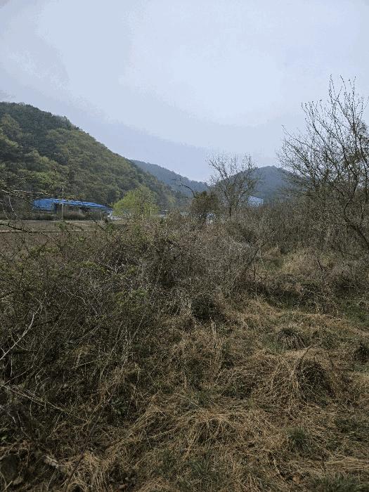 경상남도 함안군 함안면 강명리 513 답 경매 사진 6