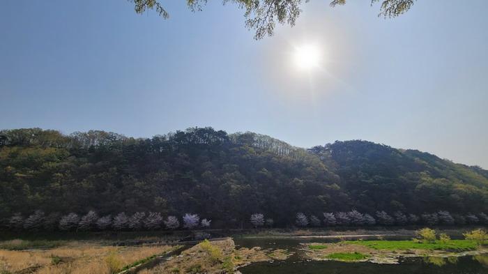 경상남도 함안군 가야읍 검암리 산42-1 임야 경매 사진 4