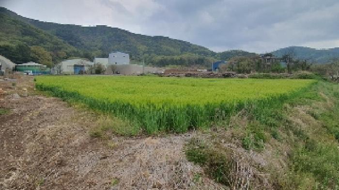 경상남도 창원시 마산합포구 진북면 망곡리 565-1 전 경매 사진 5