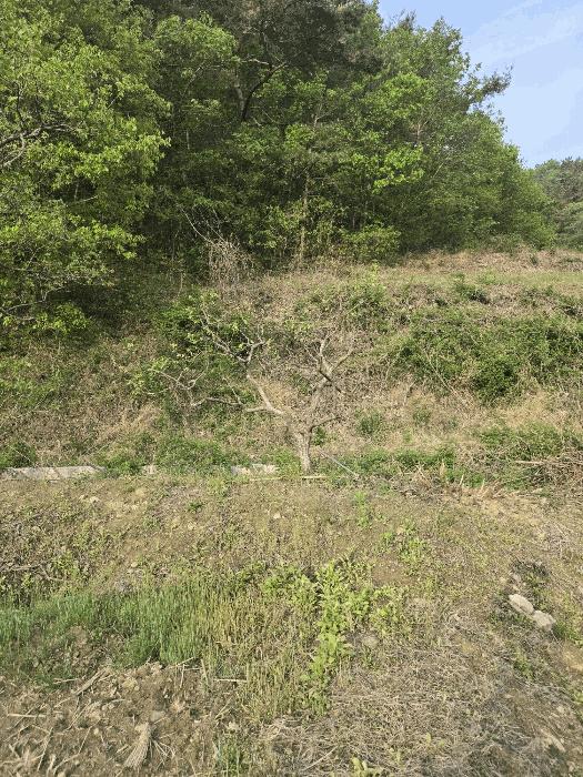 경상남도 함안군 대산면 옥렬리 1018-2 답 경매 사진 2