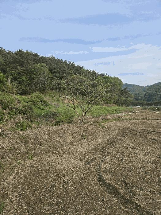 경상남도 함안군 대산면 옥렬리 1018-2 답 경매 사진 6