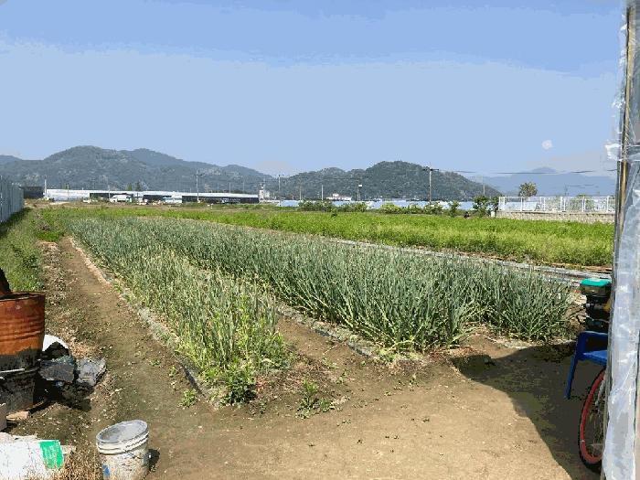 경상남도 함안군 군북면 월촌리 886-2 답 경매 사진 10
