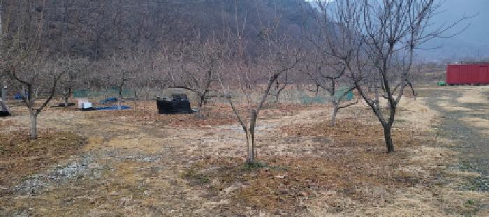 경상북도 청도군 이서면 신촌리 234 답 경매 사진 8