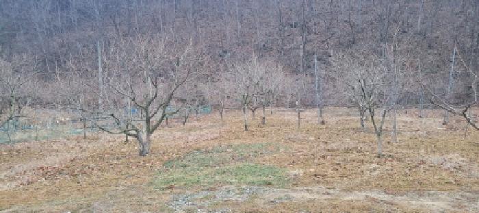 경상북도 청도군 이서면 신촌리 234 답 경매 사진 9