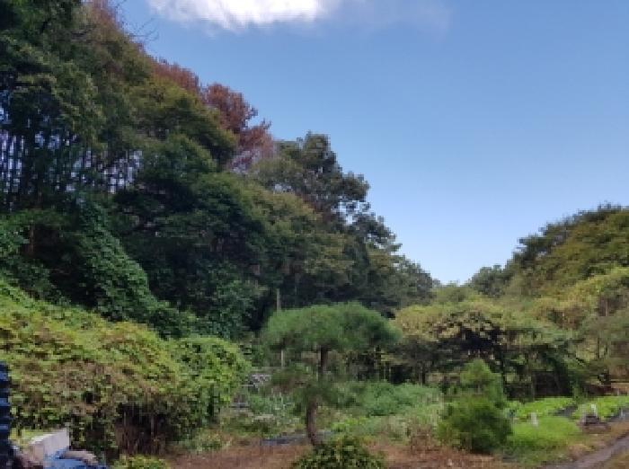 강원특별자치도 춘천시 남산면 방하리 261-2 임야 경매 사진 3