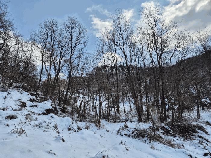 충청북도 충주시 엄정면 유봉리 2 임야 경매 사진 3