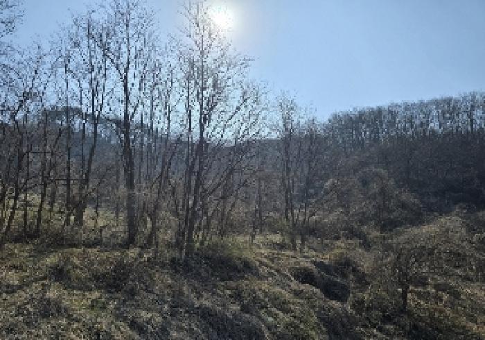 충청북도 충주시 엄정면 유봉리 2 임야 경매 사진 9