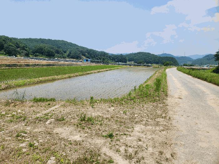 충청북도 충주시 앙성면 모점리 39 답 경매 사진 3