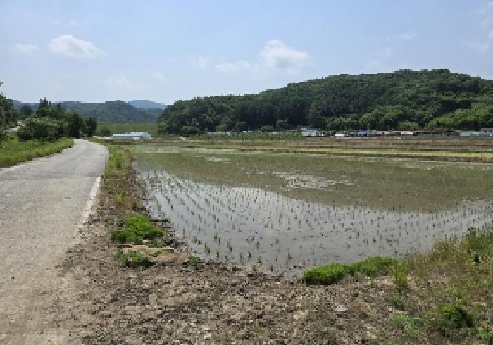 충청북도 충주시 앙성면 모점리 39 답 경매 사진 5
