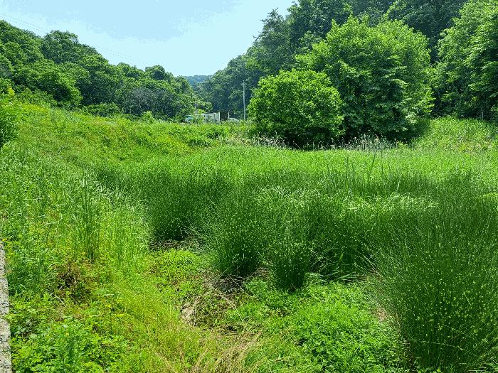 충청북도 충주시 소태면 주치리 541 답 경매 사진 5