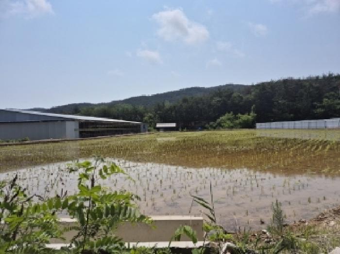 경상북도 포항시 북구 청하면 미남리 70 답 경매 사진 4