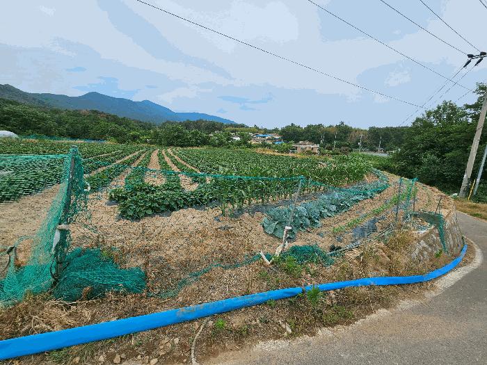 경상북도 포항시 북구 신광면 죽성리 990-1 전 경매 사진 4
