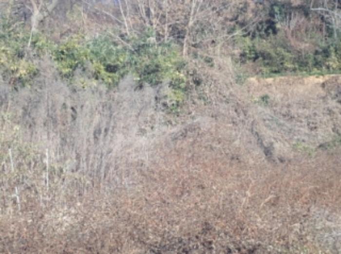 경상남도 밀양시 상남면 예림리 1300 전 경매 사진 7