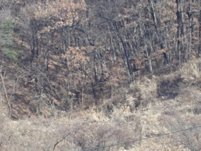 경상남도 밀양시 산내면 송백리 1033-3 임야 경매 사진 11