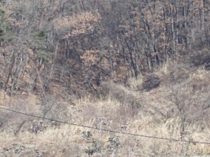 경상남도 밀양시 산내면 송백리 1033-3 임야 경매 사진 7