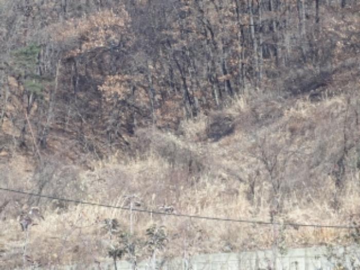 경상남도 밀양시 산내면 송백리 1033-13 임야 경매 사진 9