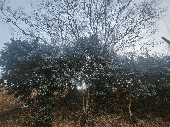 경상남도 통영시 도산면 원산리 281-3 전 경매 사진 2