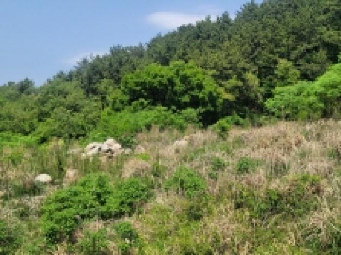 경상남도 거제시 사등면 창호리 1212-2 전 경매 사진 8