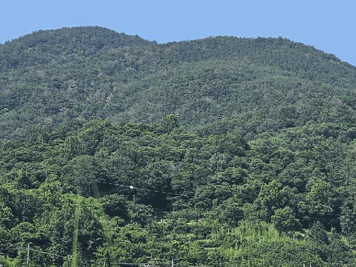 전라남도 광양시 옥곡면 묵백리 산50 임야 경매 사진 6