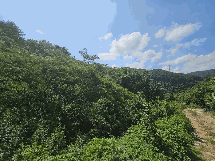 전라남도 광양시 옥곡면 묵백리 산50 임야 경매 사진 8