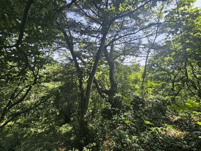 전라남도 광양시 옥곡면 묵백리 산50 임야 경매 사진 9