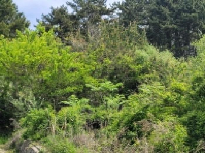 경상남도 통영시 한산면 하소리 540-2 전 경매 사진 11