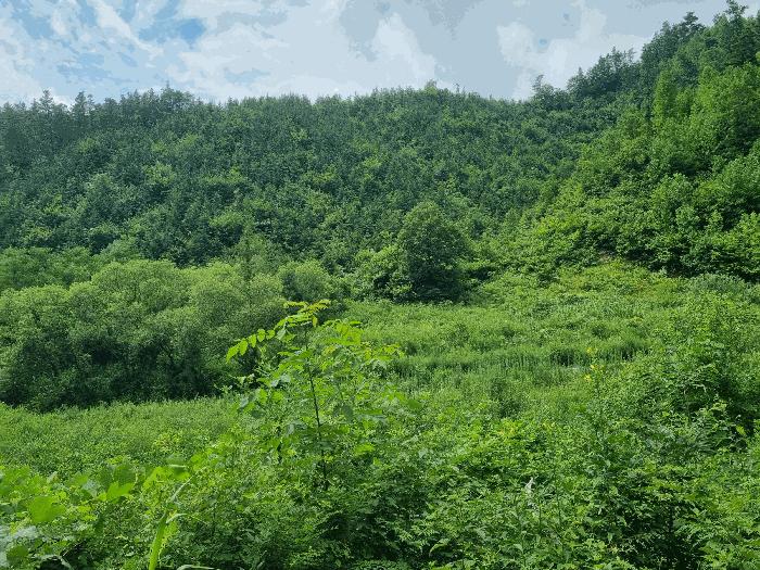 전북특별자치도 진안군 부귀면 신정리 산111-1 임야 경매 사진 1