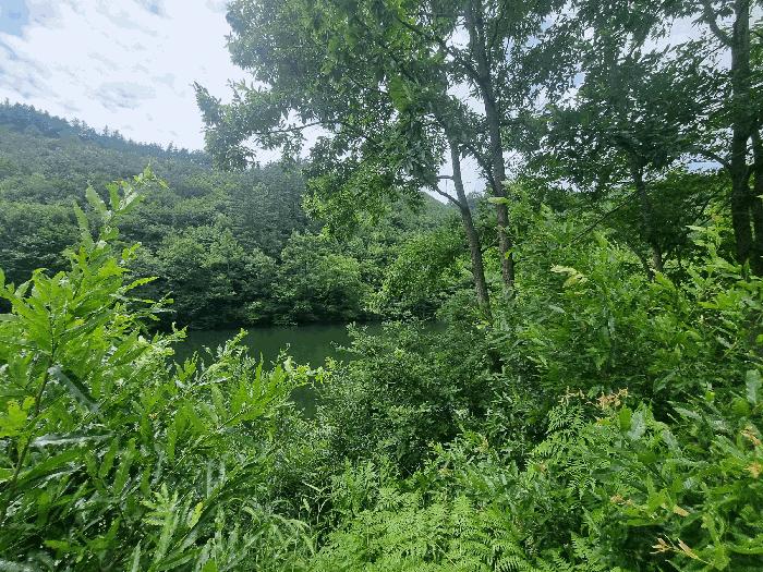 전북특별자치도 진안군 부귀면 신정리 산111-1 임야 경매 사진 2