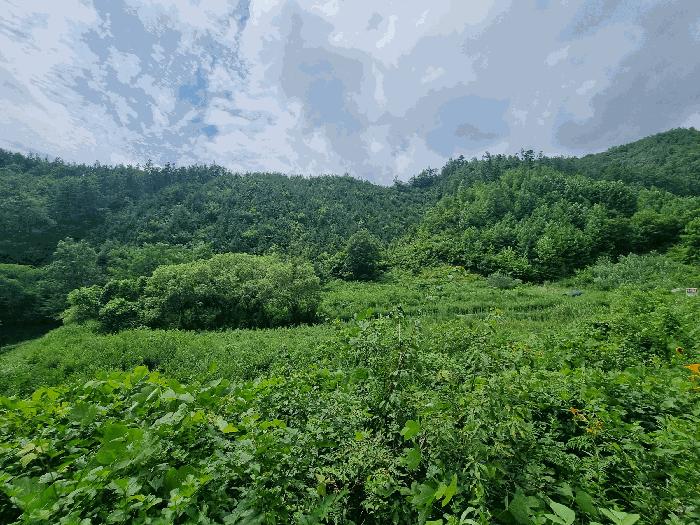 전북특별자치도 진안군 부귀면 신정리 산111-1 임야 경매 사진 4