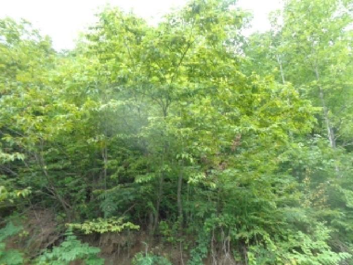 전북특별자치도 진안군 부귀면 신정리 산111-1 임야 경매 사진 5