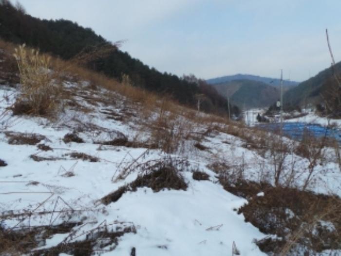 강원특별자치도 평창군 진부면 거문리 828-1 전 경매 사진 1