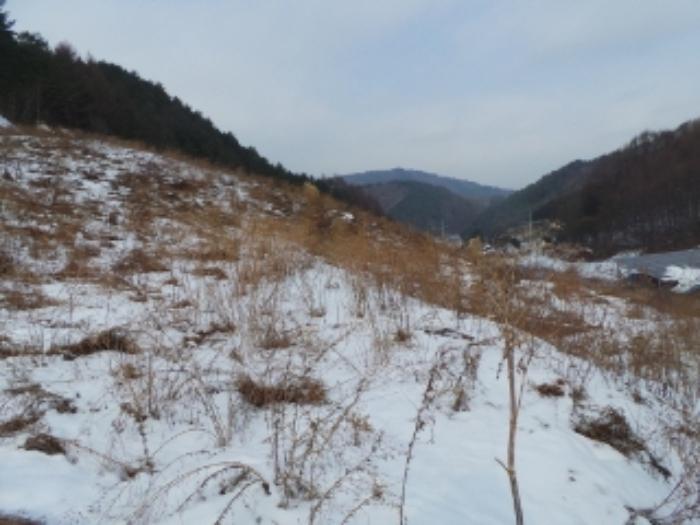 강원특별자치도 평창군 진부면 거문리 828-1 전 경매 사진 7