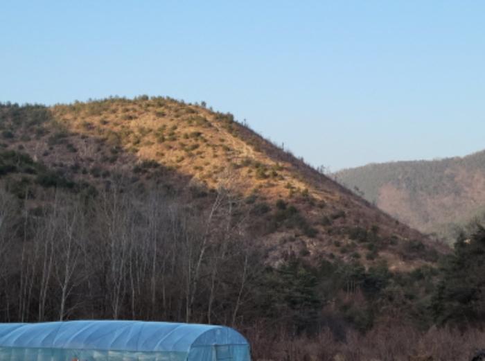 대구광역시 달성군 옥포읍 김흥리 산185 임야 경매 사진 8