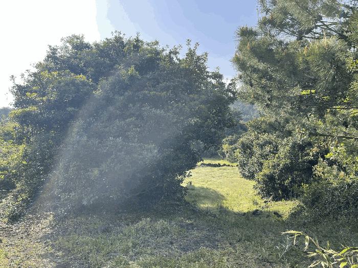 제주특별자치도 서귀포시 성산읍 시흥리 680 대지 경매 사진 2